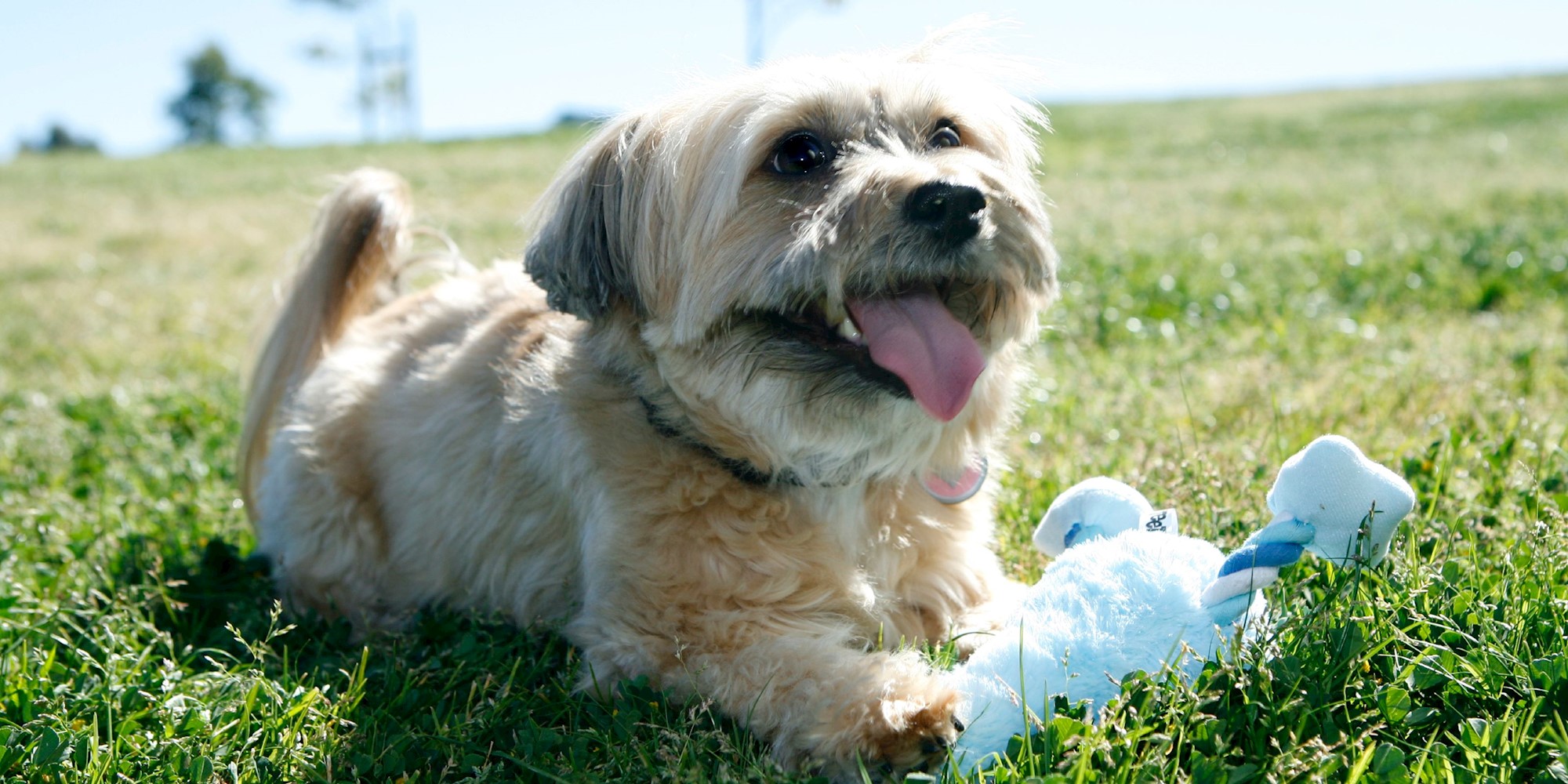 Yours Droolly hero image