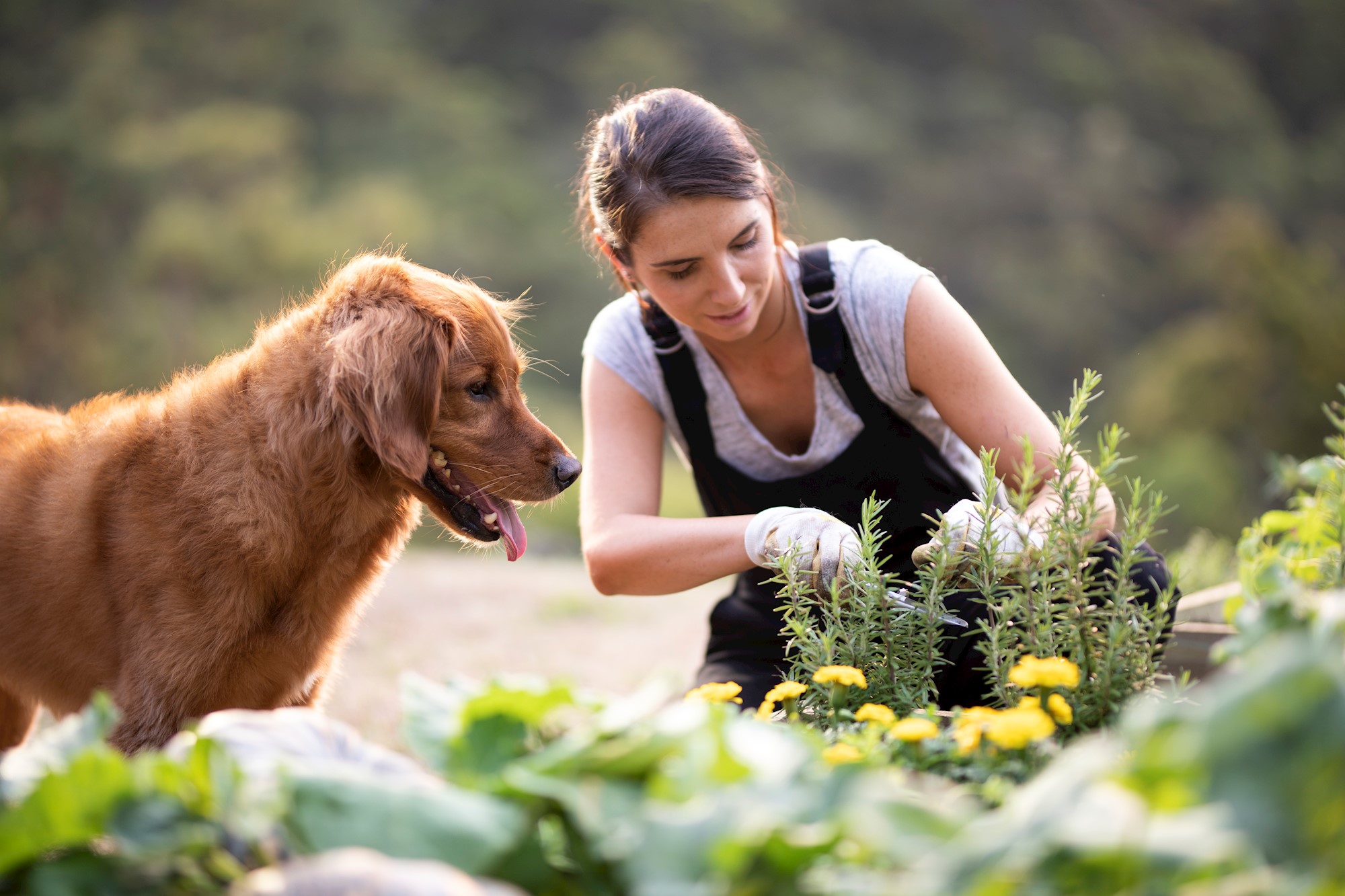 Sustainability slide image